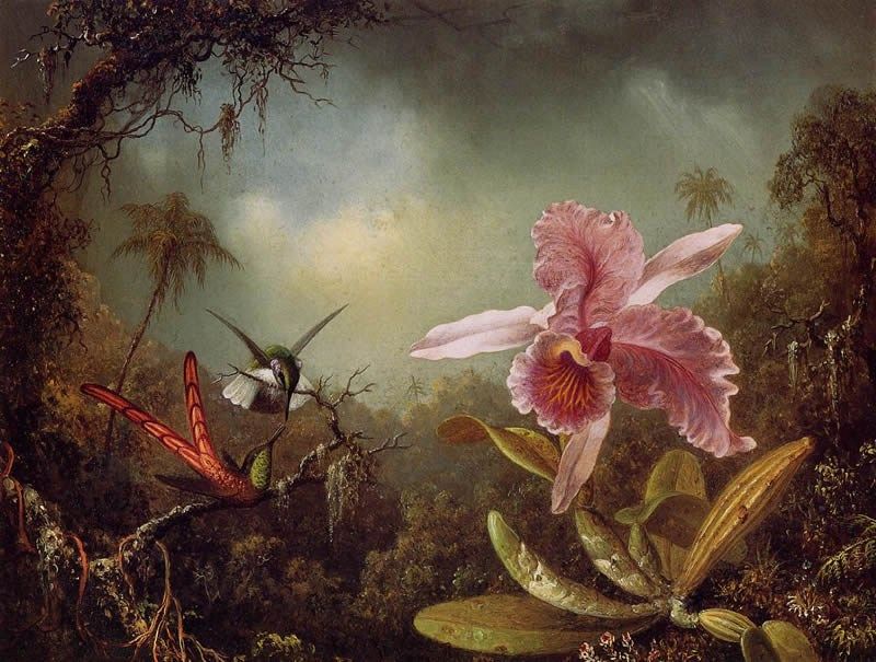 Martin Johnson Heade Orchid with Two Hummingbirds